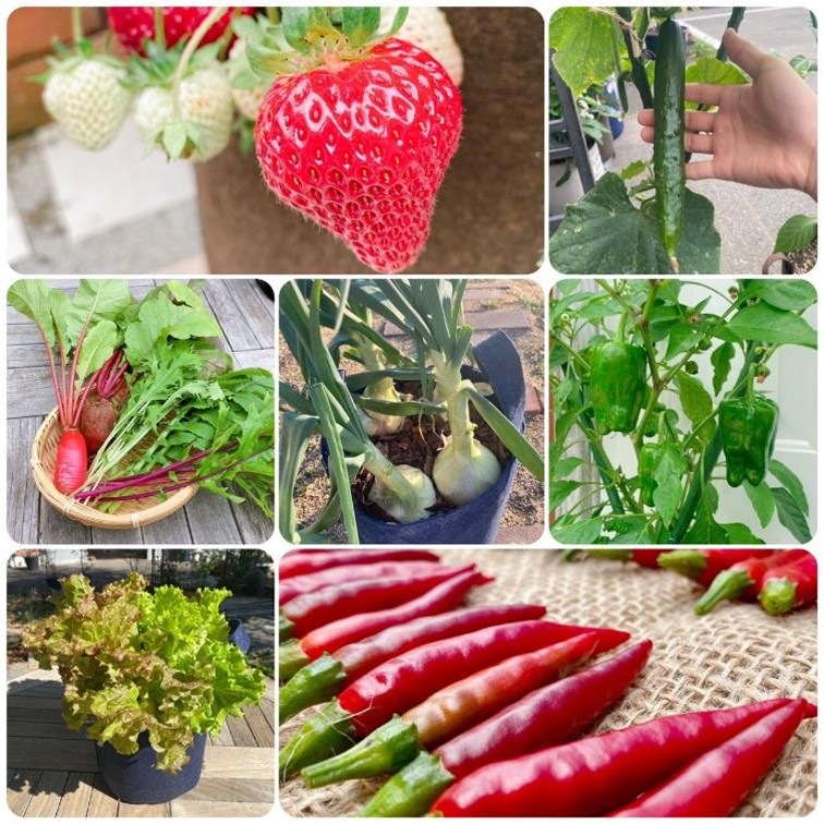 【別送】春の家庭菜園セット　お得なダブル【送料無料】