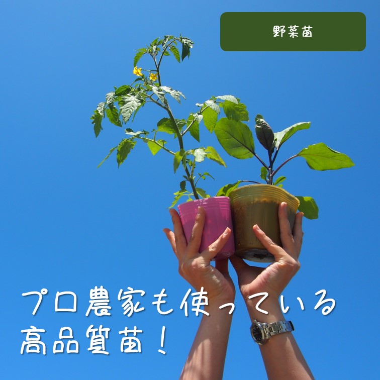 【別送】春の家庭菜園セット　お得なダブル【送料無料】