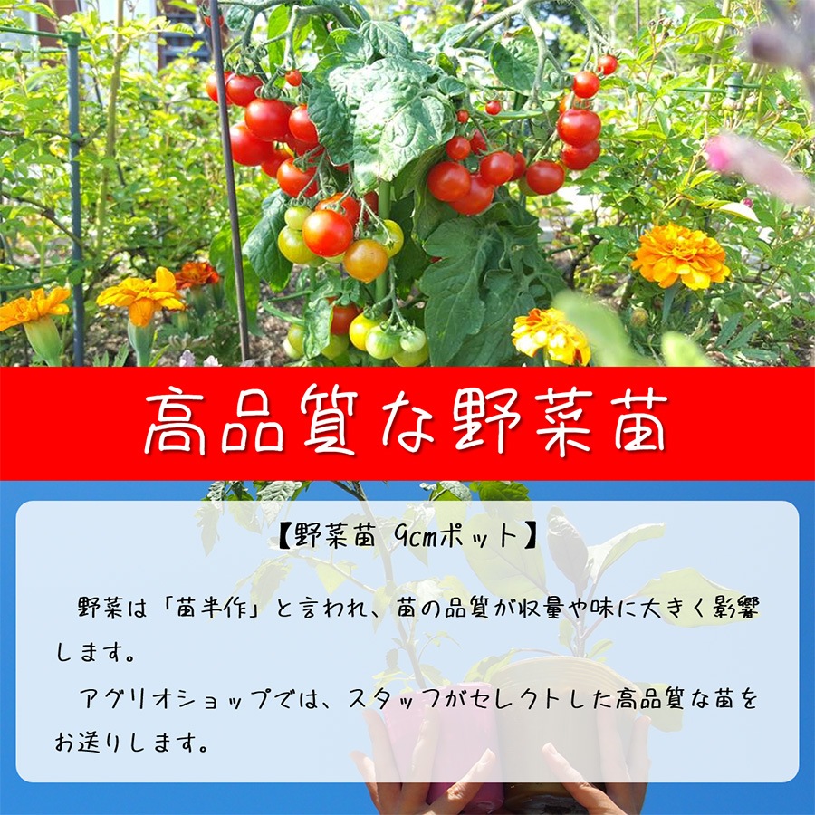 【別送】春の家庭菜園セット　お得なダブル【送料無料】