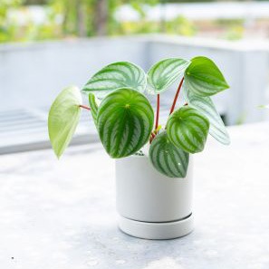 【別送】《観葉植物》「スイカペペ」