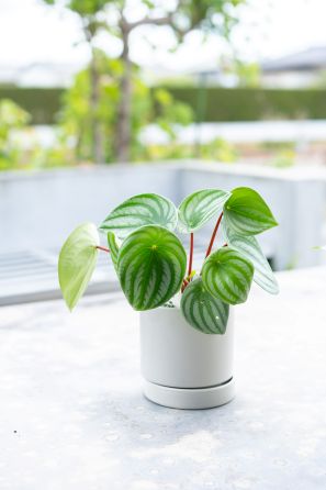 【別送】《観葉植物》「スイカペペ」
