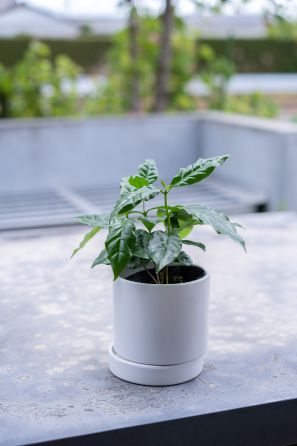 【別送】《観葉植物》「コーヒーノキ」