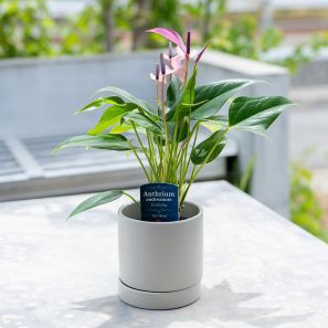 【別送】《観葉植物》「アンスリウム」