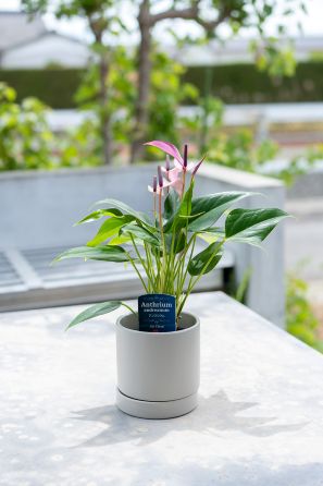 【別送】《観葉植物》「アンスリウム」