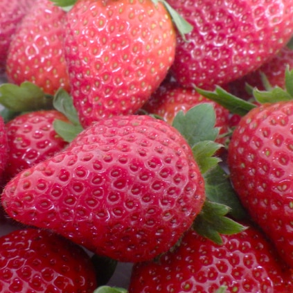 【別送】ほほえみいちご