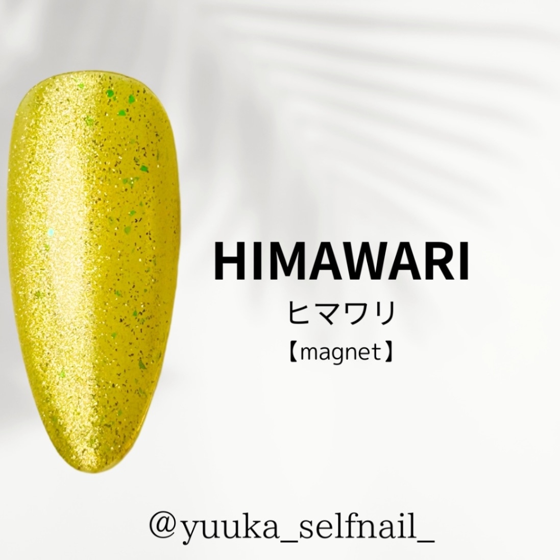 ひまわり(kure)様 生花】ひまわり ホワイトナイト【クリーム/60cm/千葉県