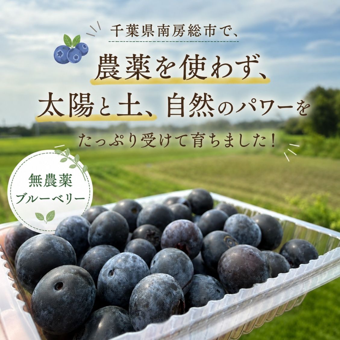 BAAAN社長の無農薬ブルーベリー100g🫐