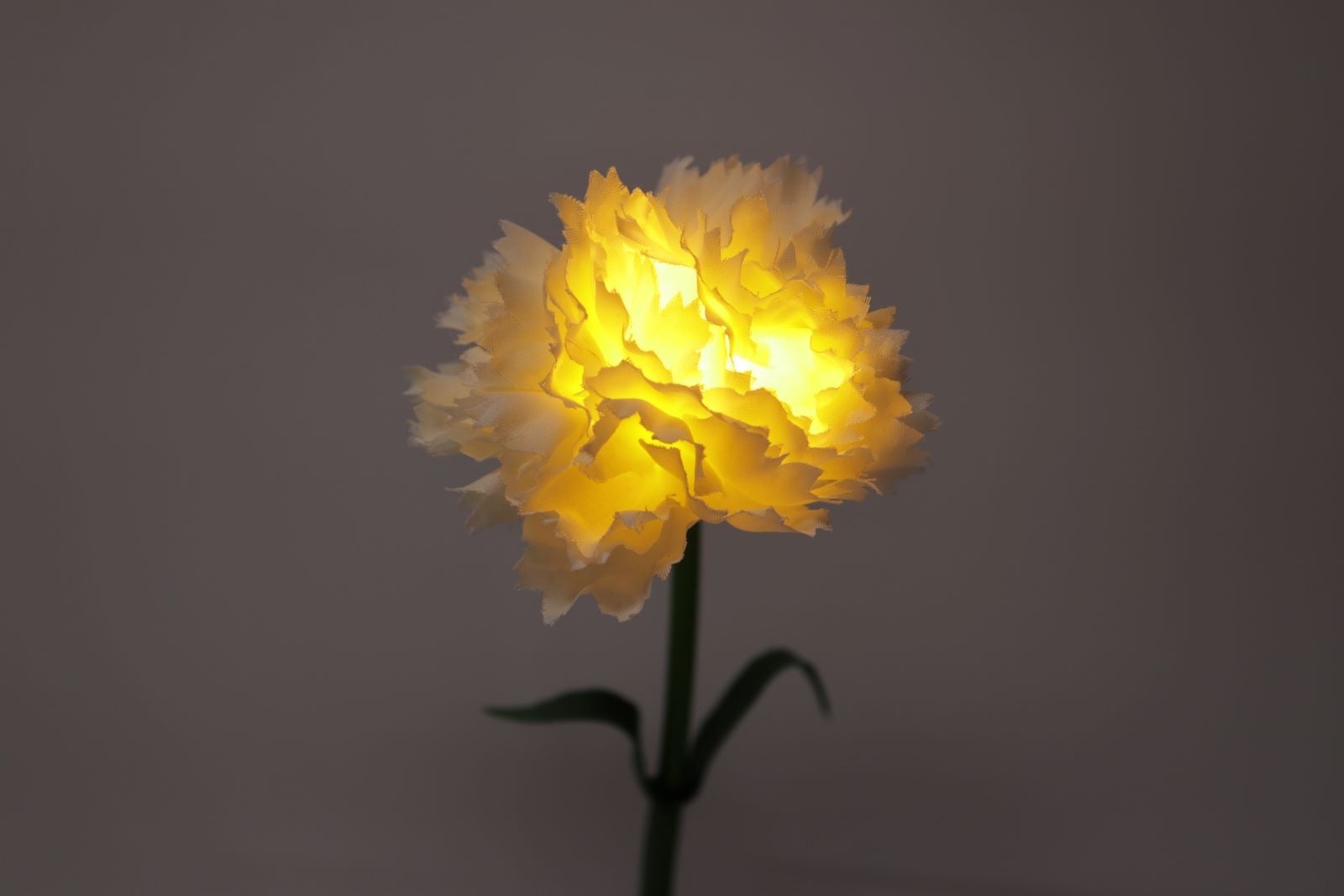 イルミネーションフラワー　カーネーション　白　　　　　　　　　　　＊花のみ