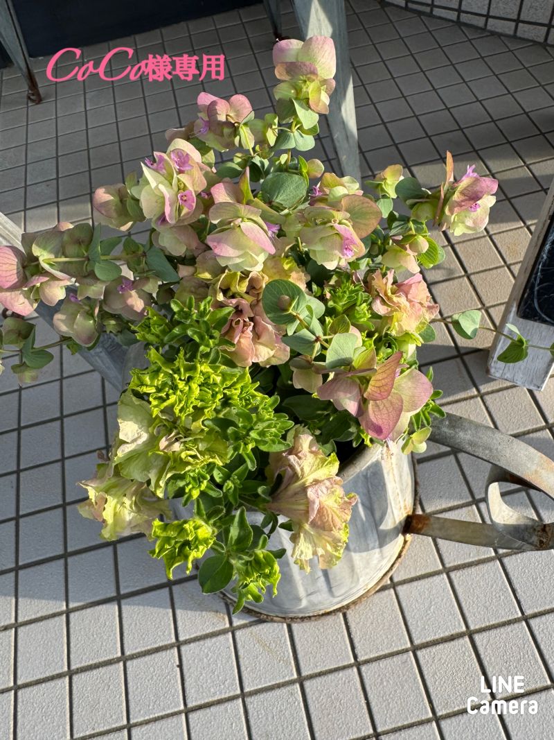 CoCo様専用