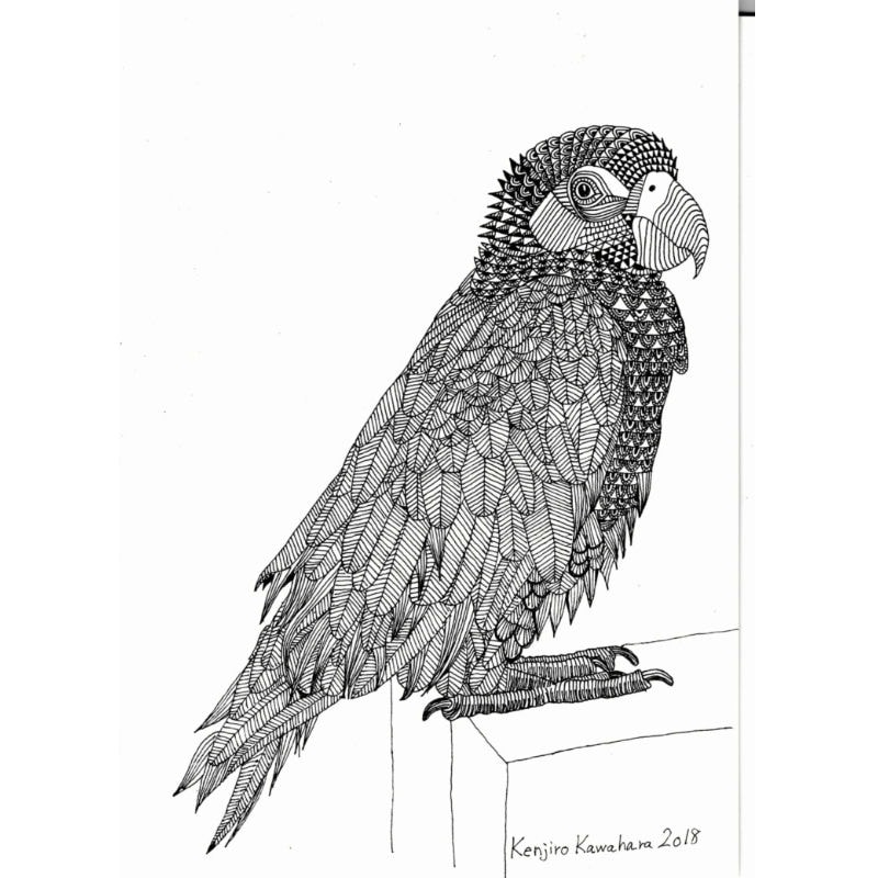 オウム 原画 【公式通販】