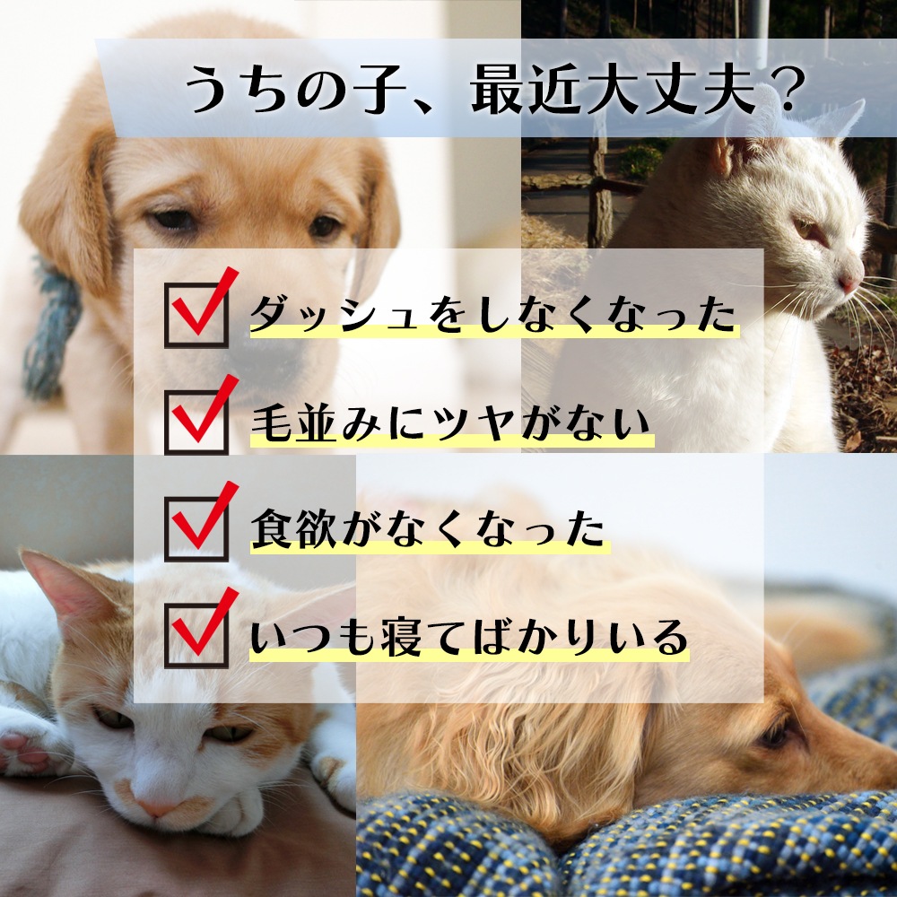 サメダッシュ！2本セット