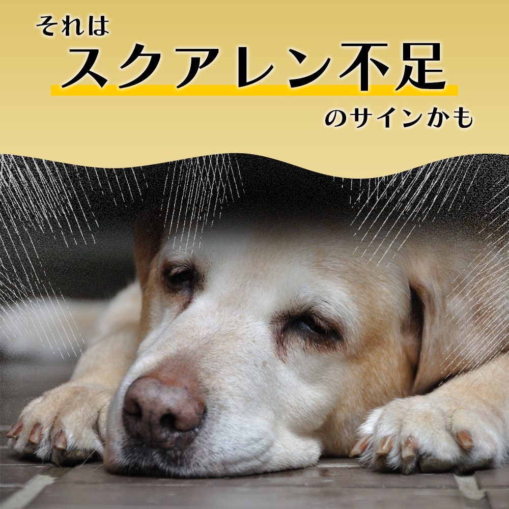 サメダッシュ！3本セット