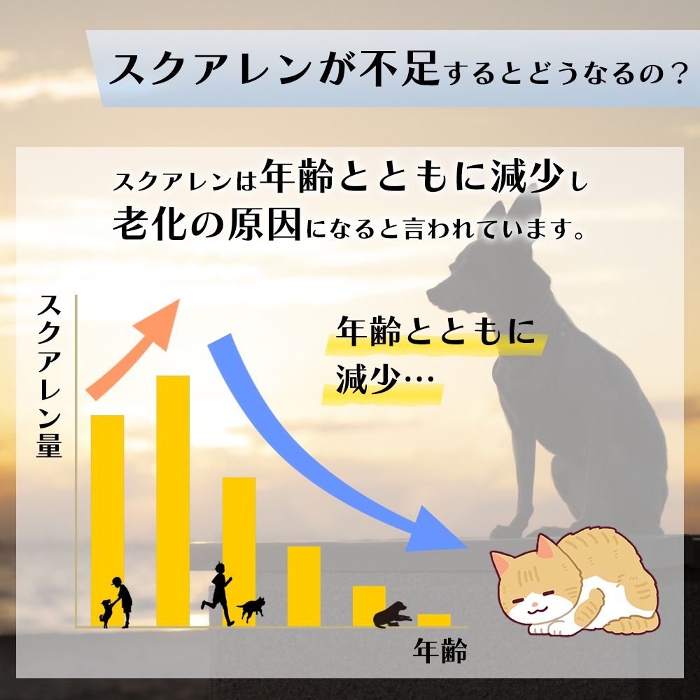 サメダッシュ！3本セット