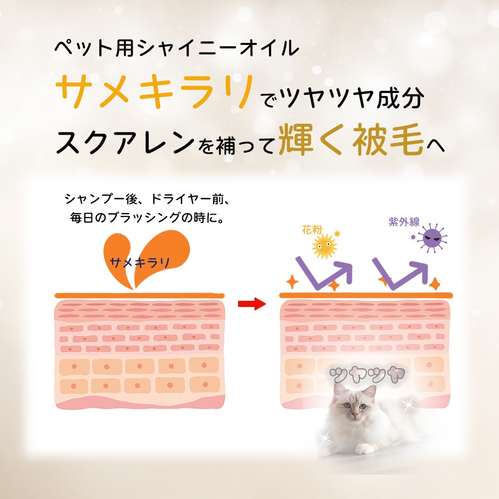 サメキラリ