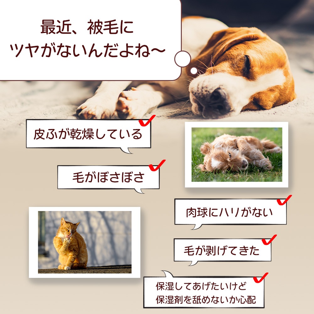 サメキラリ
