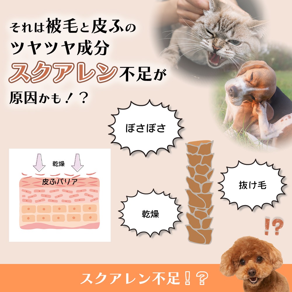 サメキラリ