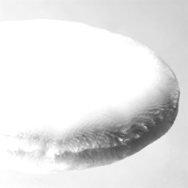 【CHACOTT FOR PROFESSIONALS】 パウダーパフ（小）2ヶ入