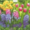 �ڲ��������塼��åס��ѡ��ƥ����ۥɥ����� PPD �ڡ��ѡ��ʥץ���/Les Tulips��L������ 20�������