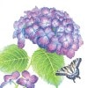 �ڲ֡ۥɥ����� PPD �ڡ��ѡ��ʥץ���Hydrangea and Butterfly��L������ 20�������