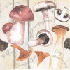 �ڽ������Τ���Ambiente �ڡ��ѡ��ʥץ���/Champignon��L������ 20�������