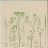 80%ꥵAmbiente ڡѡʥץ/Herbs and FlowerL 20