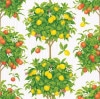 Caspari ڡѡʥץ/Citrus Topiaries Whit L 20