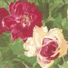 Caspari �ڡ��ѡ��ʥץ���/Cabbage Rose��L������ 20�������