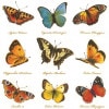 Ambiente �ڡ��ѡ��ʥץ���/Collection of Butterflies��L������ 20������ 33��33cm��
