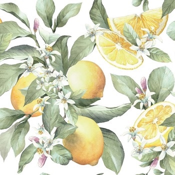 �ڲ�ʪ��Ambiente �ڡ��ѡ��ʥץ���/Limoni��L������ 20�������