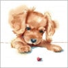 ��ưʪ��Ambiente �ڡ��ѡ��ʥץ���/Puppy LadyBird��L������ 20�������