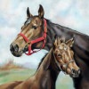 ��ưʪ��Ambiente �ڡ��ѡ��ʥץ���/Horse Love��L������ 20�������