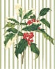 Caspari ���ꥹ�ޥ�������/Holly Sprig  12��9.5cm ���������