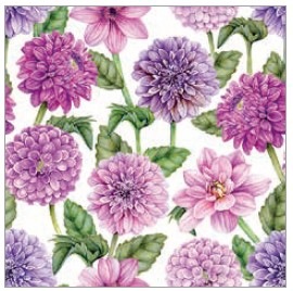 �ڲ֡�Ambiente �ڡ��ѡ��ʥץ���/Dahlias in bloom��L������ 20�������