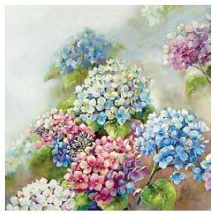 ڲ֡Ambiente ڡѡʥץ/HydrangeaShadeL 20
