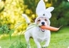 ڲ͢ݥȥɡۥɥ Gollongʥ 夿