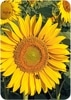 ڲ͢ݥȥɡۥɥ Gollongʥ 