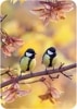 ڲ͢ݥȥɡۥɥ Gollongʥ 奦