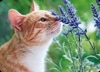 ڲ͢ݥȥɡۥɥ Gollongʥ ǭ