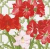 ڥꥹޥۥɥ Caspari  ڡѡʥץ/ Amaryllis ConservatoryL 20