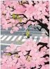 ��¿��Ū�� ����������Quire�ʥ��磻�䡼�ˡ����꡼�ǥ��󥰥����� Heartfelt/��