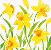 �ڲ֡�Caspari �ڡ��ѡ��ʥץ���/Spring Herald��L������ 20�������