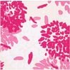 �ڤ�������Caspari �ڡ��ѡ��ʥץ���/Chrysanthemum ��L������ 20�������
