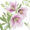 �ڲ֡�Ambiente �ڡ��ѡ��ʥץ���/Classic hellebor��L������ 20�������