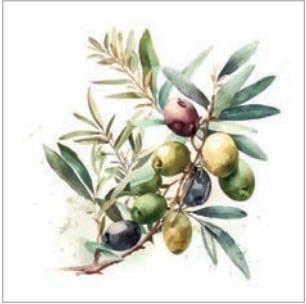 �ڥܥ��˥����Ambiente �ڡ��ѡ��ʥץ���/Olive��Branch��L������ 20�������