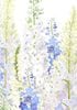 ��¿��Ū�����ɡۥ���ꥫ Caspari�� ���꡼�ǥ��󥰥�����/17.0��11.8cm��Delphiniums