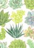 �� ¿��Ū�����ɡ۹��ʼ� Caspari�� ���꡼�ǥ��󥰥�����/ Succulents 14.8��10.5cm ���������