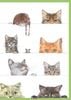 �� ¿��Ū�����ɡ۹��ʼ� Caspari�� ���꡼�ǥ��󥰥�����/ KittiesGreen 14.8��10.5cm ���������