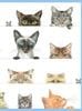 �� ¿��Ū�����ɡ۹��ʼ� Caspari�� ���꡼�ǥ��󥰥�����/ KittiesBlue 14.8��10.5cm ���������