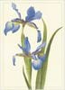 �� ¿��Ū�����ɡ۹��ʼ� Caspari�� ���꡼�ǥ��󥰥�����/ BlueIris 14.8��10.5cm ���������