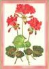 �� ¿��Ū�����ɡ۹��ʼ� Caspari�� ���꡼�ǥ��󥰥�����/ ���ގ׎Ǝ����� 14.8��10.5cm ���������
